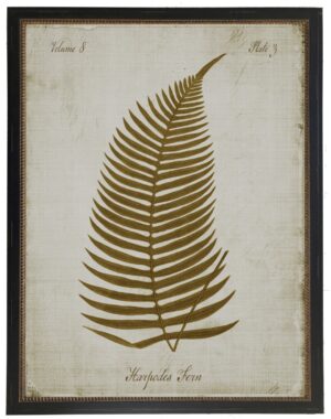 Sepia Harpodes fern on aged background