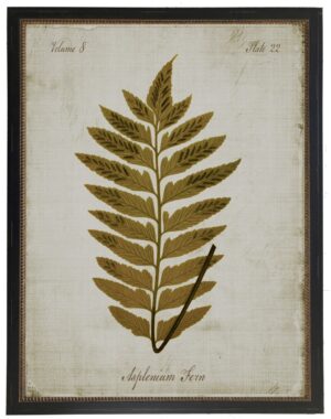 Sepia Asplenium fern on aged background