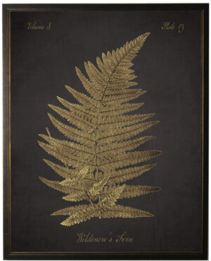 Golden Wildenow's fern on black background