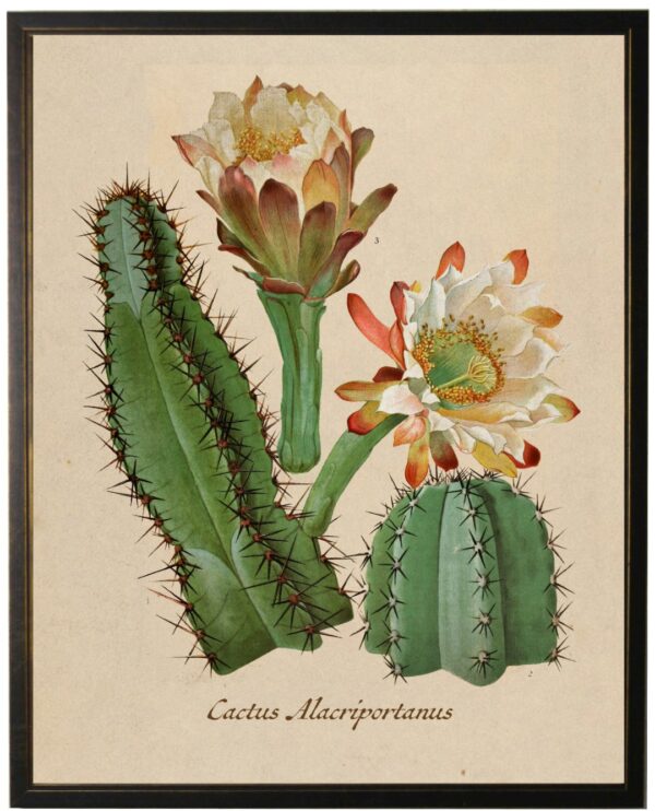 Vintage Cactus bookplate on aged background