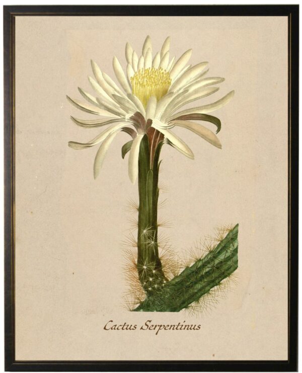Vintage Cactus bookplate on aged background