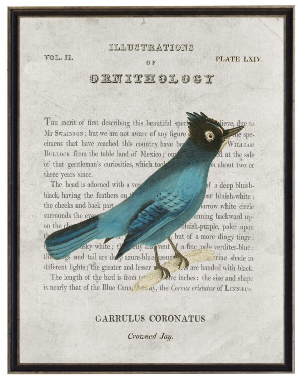 Crowned Jay Ornithology bookplate