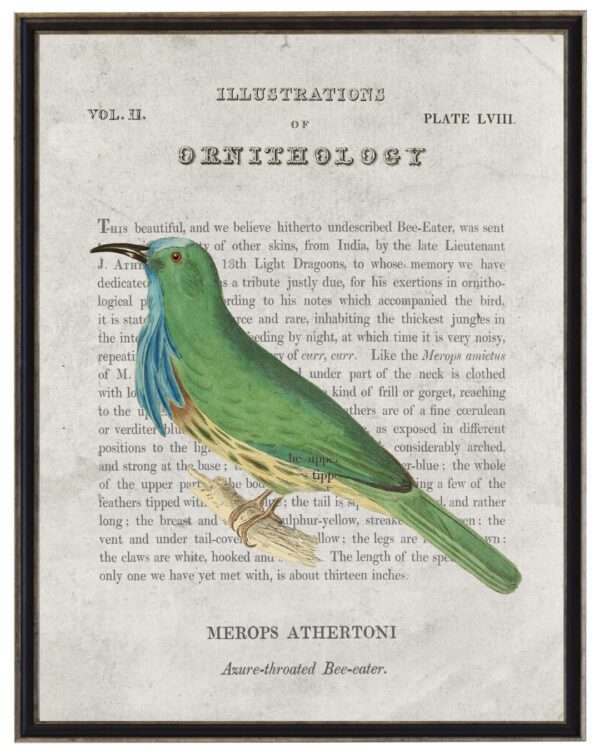 Azure Throated Bee-eater Ornithology bookplate