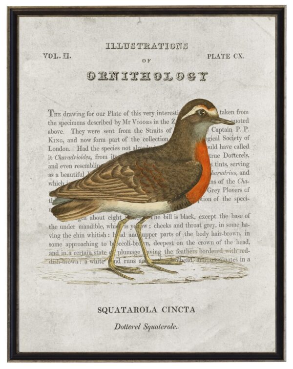 Dottered Squaterole Ornithology bookplate