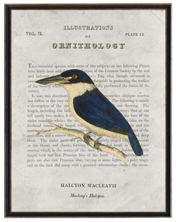 Macleay's Halcyon Ornithology bookplate