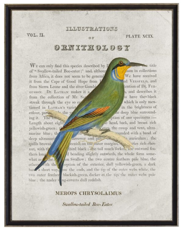 Swallow-tailed Bee-Eater Ornithology bookplate