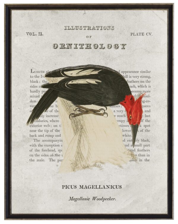Magellanic Woodpecker Ornithology bookplate