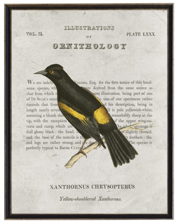 Yellow Shouldered Xanthornus Ornithology bookplate