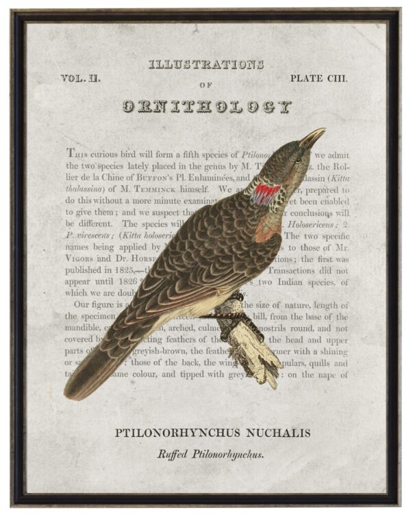 Ruffed Ptilonorhynchus Ornithology bookplate