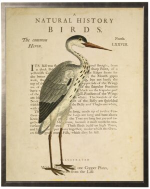 Common Heron on a natural history of birds title bookplate