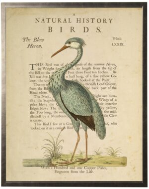 Blue Heron on a natural history of birds title bookplate
