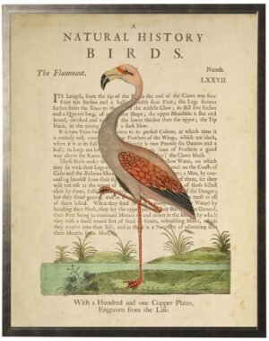 Flamingo on a natural history of birds title bookplate