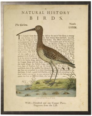 Curlew on a natural history of birds title bookplate