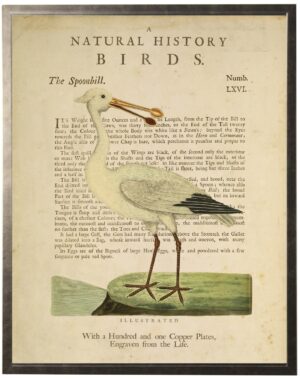 Spoonbill on a natural history of birds title bookplate