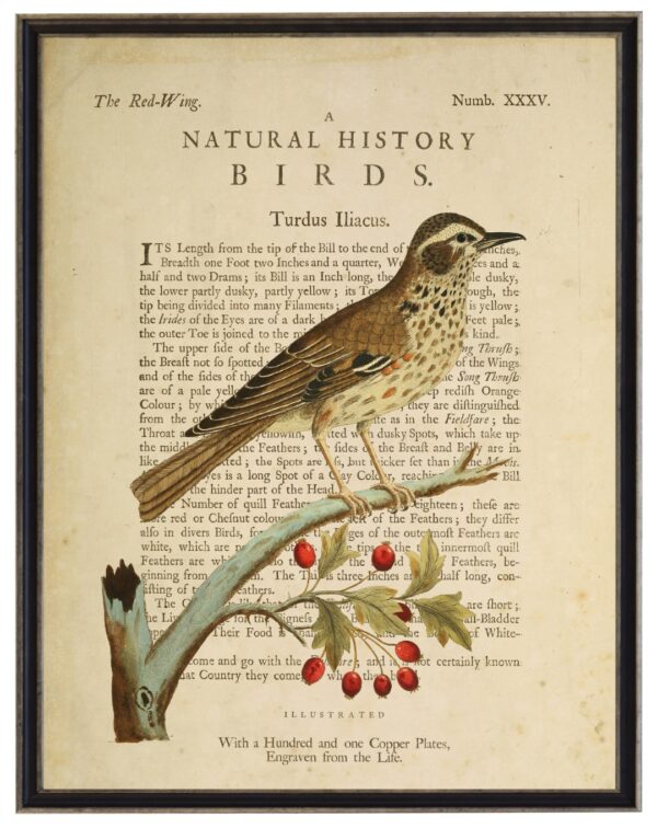 The Red Wing on a natural history of birds title bookplate