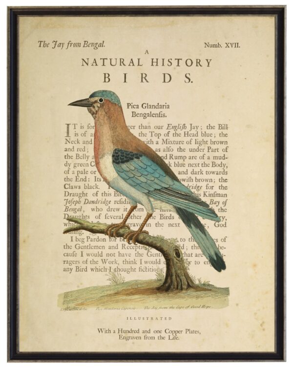 The Jay from Bengal on a natural history of birds title bookplate