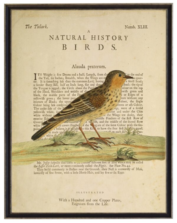 The Tulark on a natural history of birds title bookplate