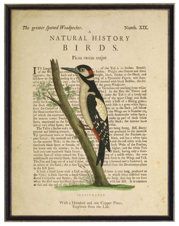 The Greater Spotted Woodpecker on a natural history of birds title bookplate