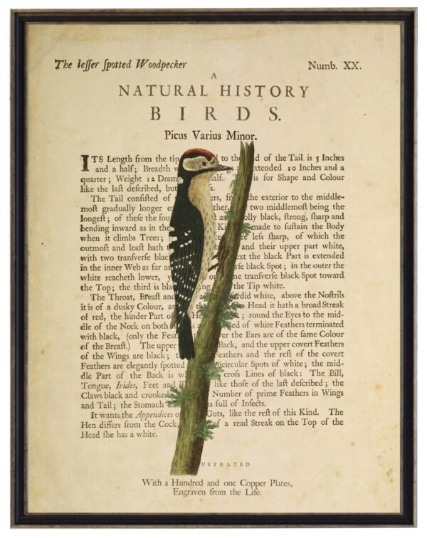 The Lesser Spotted Woodpecker on a natural history of birds title bookplate