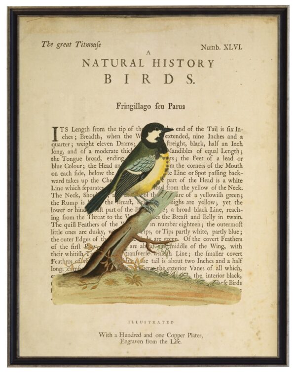 The Great Titmouse on a natural history of birds title bookplate