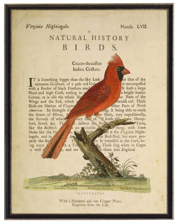 The Virginia Nightingale  on a natural history of birds title bookplate