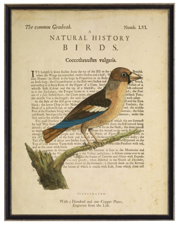 The Common Grosbeak on a natural history of birds title bookplate