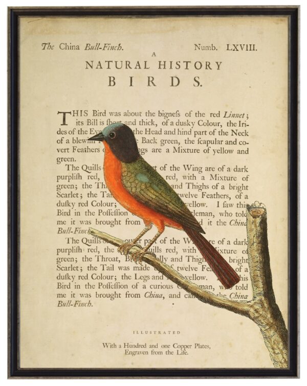The China Bull-Finch on a natural history of birds title bookplate