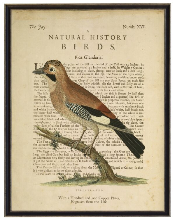 The Jay on a natural history of birds title bookplate