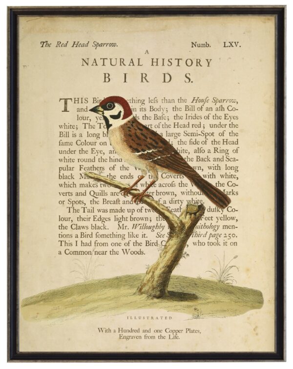 The Red Head Sparrow on a natural history of birds title bookplate