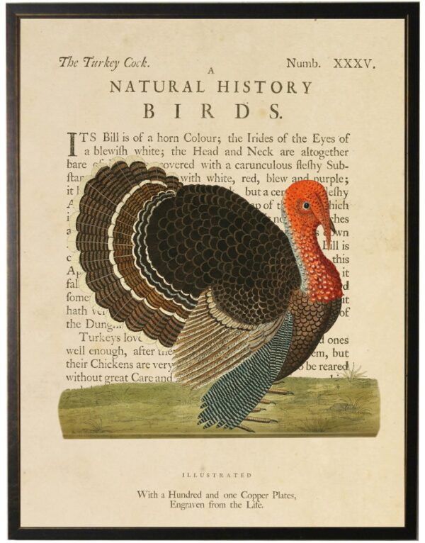 The Turkey on a natural history of birds title bookplate