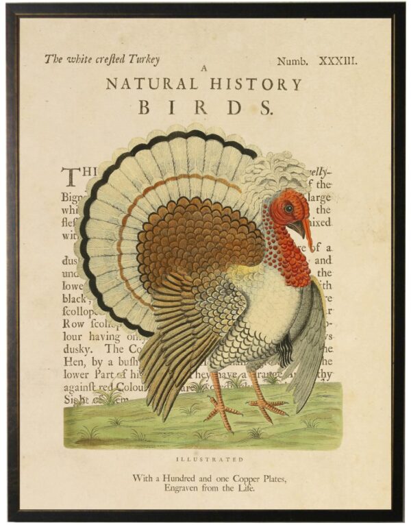 The White Crested Turkey on a natural history of birds title bookplate