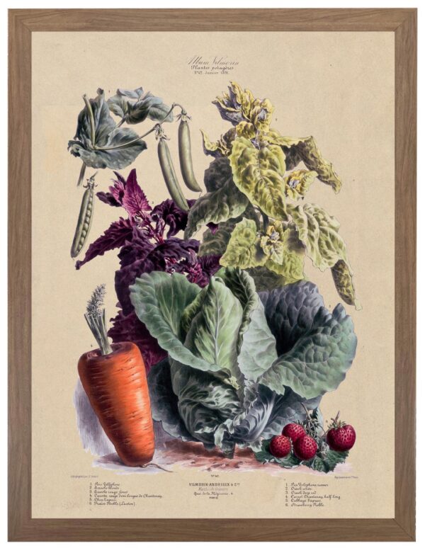 Vintage Fruits and Vegetables illustrated bookplate