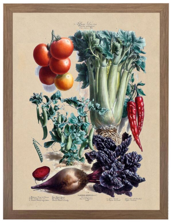 Vintage Fruits and Vegetables illustrated bookplate
