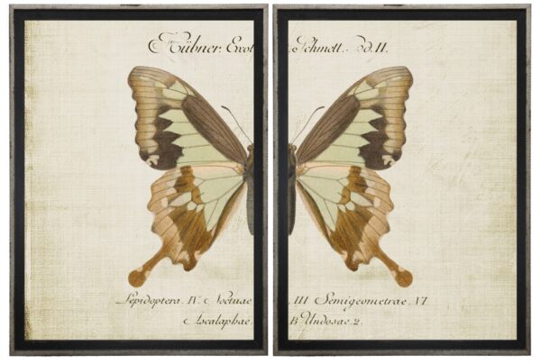 Diptych neutral butterfly bookplate on distressed background