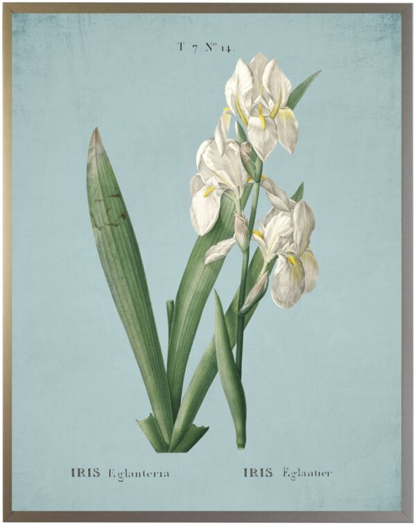 White Iris on spa background