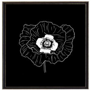Black and white August poppy