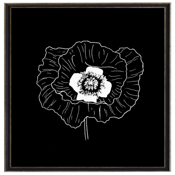 Black and white August poppy