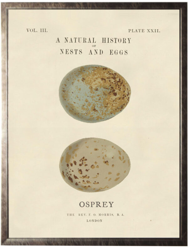 Vintage natural history egg bookplate on light background