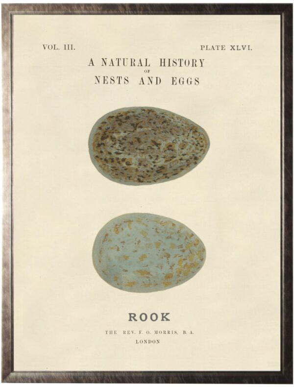 Vintage natural history egg bookplate on light background