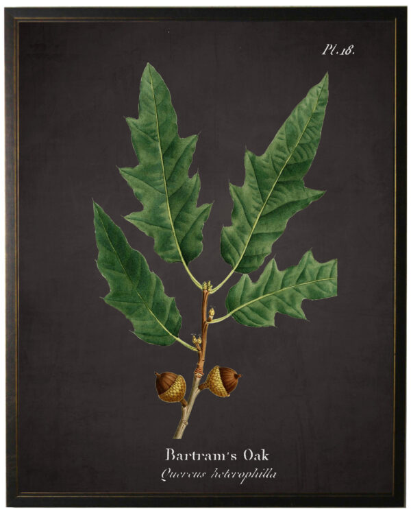 Bartrams Oak Leaf plate on black background