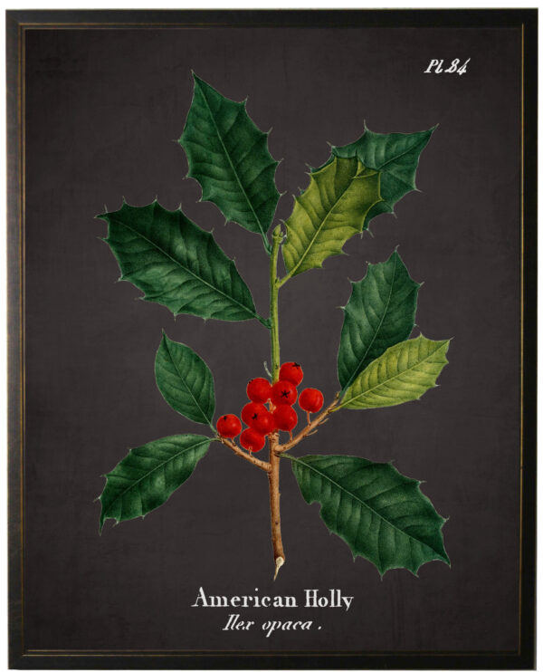 American Holly Leaf plate on black background
