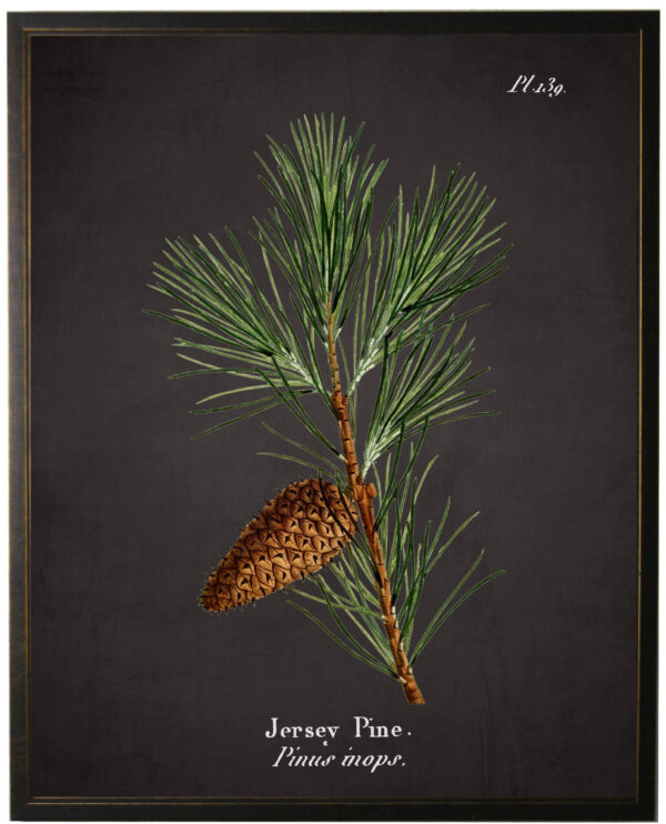 Jersey Pine Leaf plate on black background