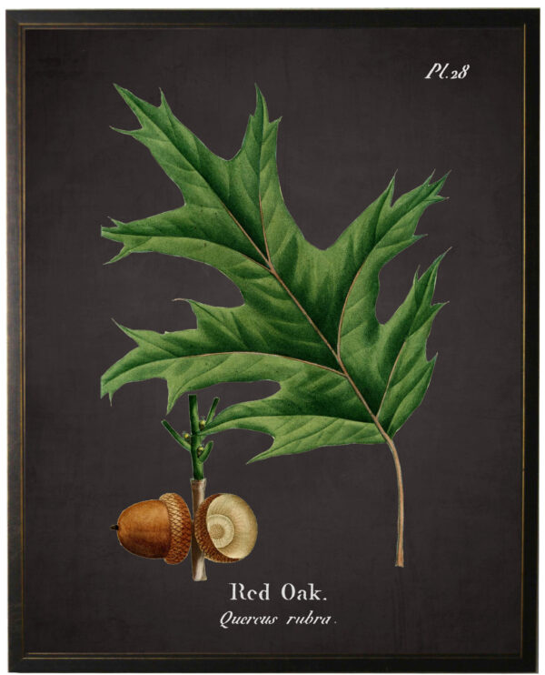 Red Oak Leaf plate on black background