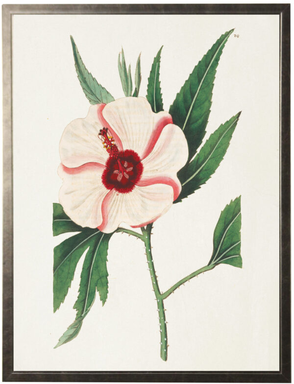 Vintage white and pink flower bookplate