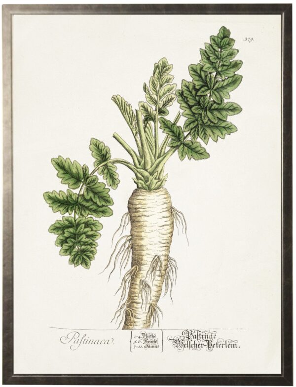 Vintage carrot bookplate