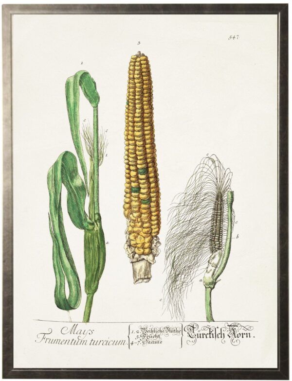 Vintage corn bookplate
