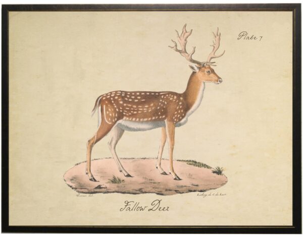 Vintage fallow deer bookplate
