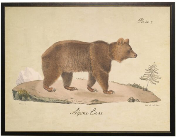 Vintage alpine bear bookplate