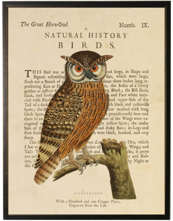 Vintage horned owl bookplate with definition