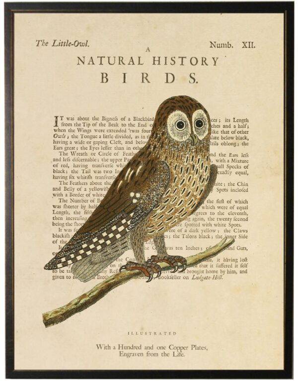 Vintage little owl bookplate with definition